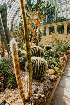 View of the arid section inside the greenhouses at Chicago Botanic Garden featuring various cacti including golden barrel cacti and tall columnar cacti in Glencoe, Illinois, United States.