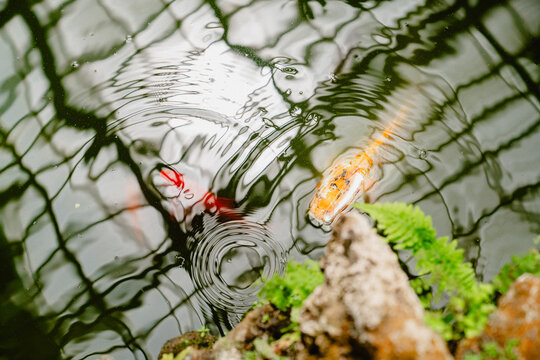 View of colorful koi fish swimming in a pond within the greenhouses at Chicago Botanic Garden with reflections of the glass structure on the water surface, Glencoe, Illinois, United States.