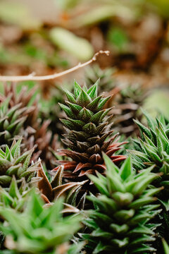 View of Haworthia succulents with textured pointed leaves growing in the greenhouses at Chicago Botanic Garden in Glencoe, Illinois, United States.