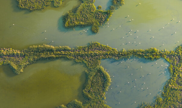 Aerial view of greater flamingos feeding in the shallow wetlands of the Camargue, with lush marsh islands and calm water patterns in Aigues-Mortes, Occitanie, France.