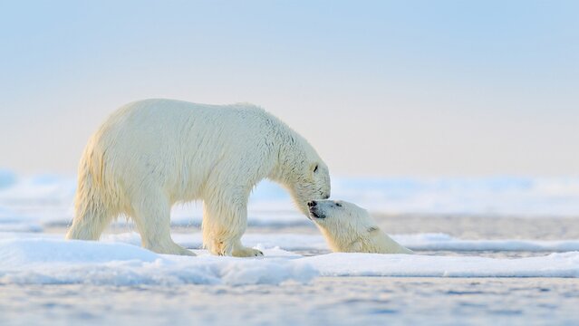 View of two polar bears interacting on the arctic sea ice with one standing and the other emerging from the water, Canada.