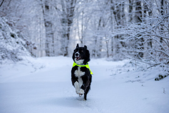 Dog rescue on Cer mountain in snow