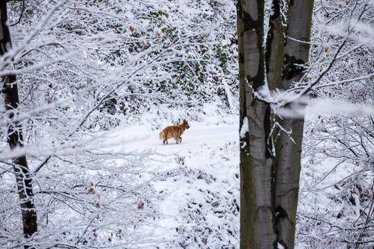 Dog on Cer mountain in snow