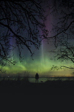 Merikula, Estonia - 22 March 2026: View of a person standing on the shore at night watching the vibrant green and purple aurora borealis over the sea, framed by dark tree branches.