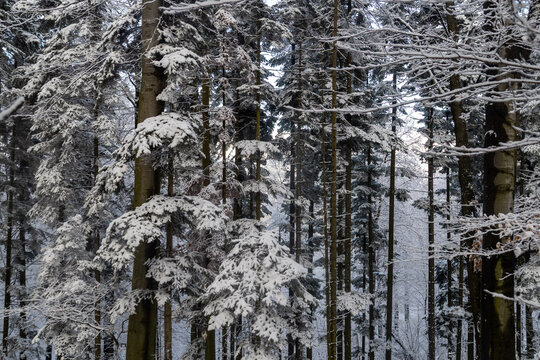 Trees on Cer mountain in snow