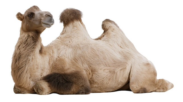 Dromedary camel resting on white surface
