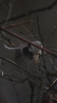 Wild Long-tailed Tit Aegithalos caudatus in motion among tree branches