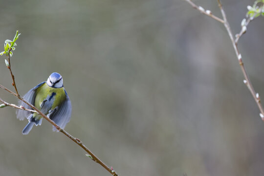 Blue tit on a branch with wings spread, blue tit taking flight with wings open, grey background, idyllic scene, Cyanistes caeruleus