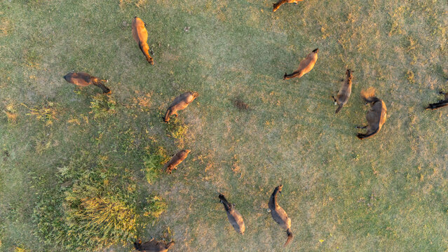 Aerial view of horses grazing in the Special Nature Reserve Zasavica, Zasavica, Vojvodina, Serbia.