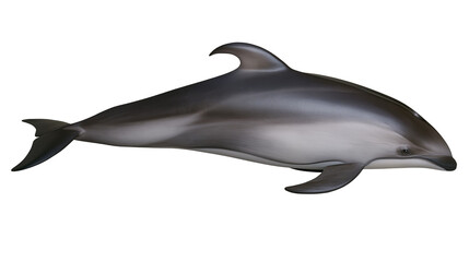 Gray and white dolphin swimming, side view © Lysander