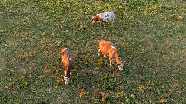 Aerial view of three cows grazing in the green pastures of the Special Nature Reserve Zasavica in Zasavica, Vojvodina, Serbia.