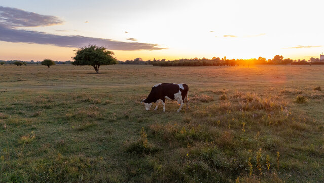 Aerial view of a cow grazing in the Special Nature Reserve Zasavica at sunset with golden light over the grassy plains in Zasavica, Vojvodina, Serbia.
