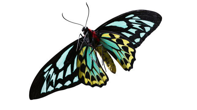 Ornithoptera butterfly with black turquoise, and yellow wings