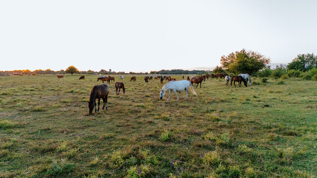 Aerial view of horses grazing in the grassy fields of the Special Nature Reserve Zasavica at golden hour in Zasavica, Vojvodina, Serbia.