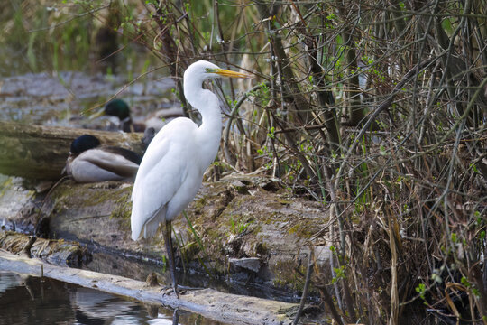 Great egret on a branch at the bank, twigs with fresh shoots in the background, large white bird with a yellow beak, grey autumn day, Ardea alba, great egret reflected in the pond