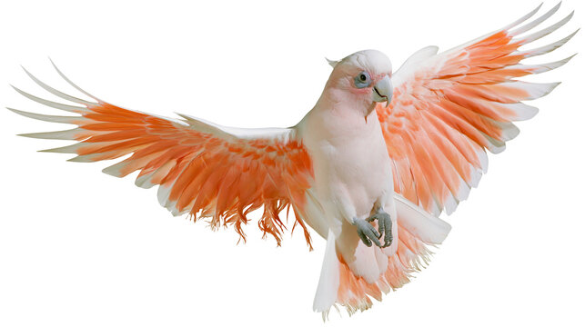 Pink cockatoo with wings spread, flying motion