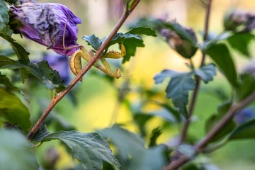 Side view of a female tree praying mantis nymph (Hierodula tenuidentata) hanging upside down on green leaves near a purple flower bud in a garden. © Dina Luk