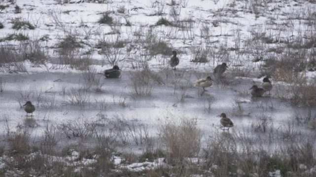 Teals (Anas crecca) on a frozen steppe swamp In foggy weather. One duck (female) in the center of the frame is an albino