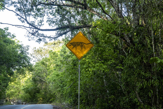 View of a yellow jaguar crossing road sign surrounded by dense tropical forest in the Calakmul Biosphere Reserve in Calakmul, Campeche, Mexico.