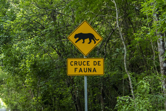 View of a yellow wildlife crossing road sign featuring a jaguar silhouette in the dense jungle in Calakmul, Campeche, Mexico.