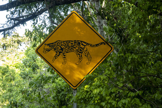 View of a yellow diamond-shaped road sign featuring a jaguar silhouette surrounded by dense green jungle foliage in Calakmul, Campeche, Mexico.