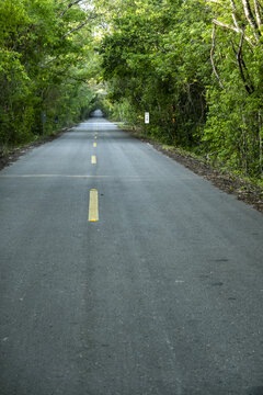 View of a paved road stretching through a dense green jungle with yellow lane markings and a kilometer marker sign in Calakmul, Campeche, Mexico.