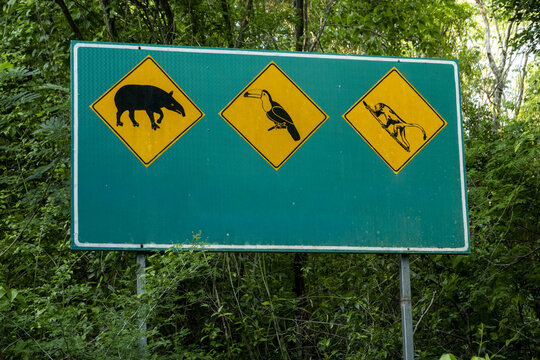 View of a green road sign featuring wildlife warning icons for a tapir, a toucan, and a monkey in the forest of Calakmul, Campeche, Mexico.