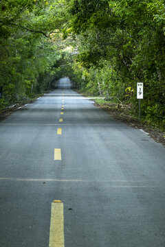 View of a paved road winding through the dense jungle canopy of the Calakmul Biosphere Reserve, with a kilometer marker sign in Calakmul, Campeche, Mexico.