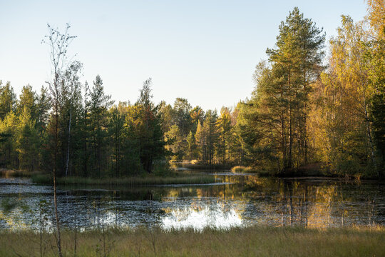 Fall landscape of pond surrounded by pine and birch forest at sunset. Late autumn in marshy countryside of the Baltic states. 