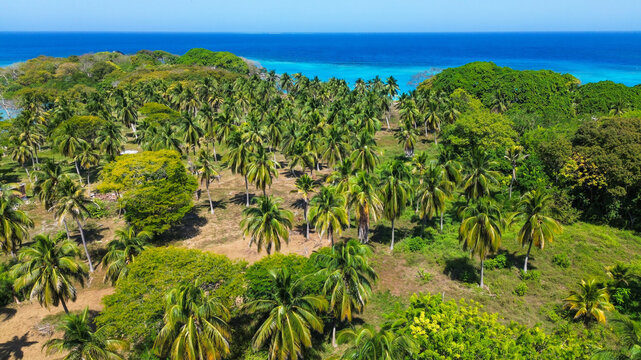 Aerial view of Isla Grande featuring lush palm trees and dense tropical vegetation surrounded by the turquoise Caribbean Sea in Cartagena de Indias, Bolivar, Colombia.