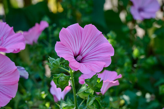 Lavatera Silver Cup with beautiful pink petals featuring dark pink lines
