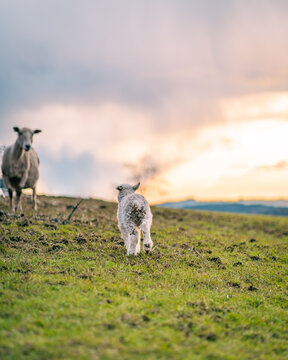 View of a lamb walking through a grassy farm field with an adult sheep in the background under a soft sunset sky in Norway.