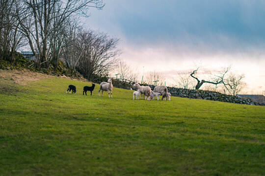 View of sheep and lambs grazing on a lush green hillside at a farm with a stone wall and trees in the background, Norway.