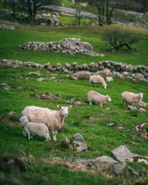 View of sheep and a lamb grazing on a lush green hillside with stone walls and rocky terrain in a farm setting in Norway.