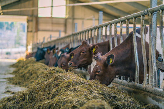 View of cows eating hay from a trough inside a modern barn on a farm in Norway.