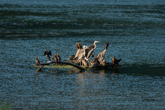 View of grey herons and cormorants perched on a driftwood log in the Danube river in Golubac, Branicevo District, Serbia.