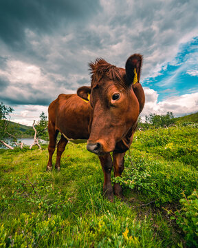 View of a brown cow grazing on a green pasture with a lake and trees in the background under a dramatic cloudy sky in Norway.