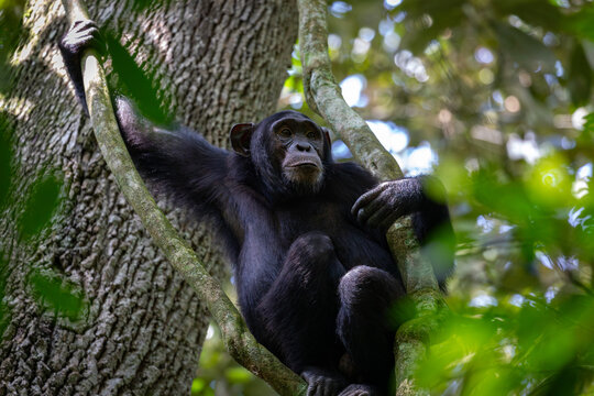 View of a chimpanzee perched in a tree, holding onto a vine with its hand, surrounded by lush green foliage in the forest of Uganda.
