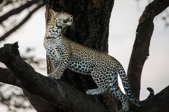 View of a leopard standing on a tree branch and looking upwards in the wild in Uganda.
