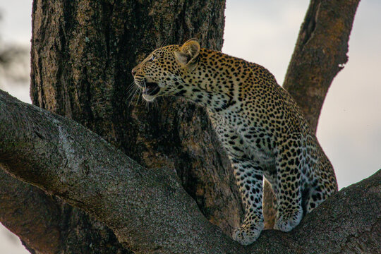 View of a leopard perched on a thick tree branch, showing its spotted fur and alert expression in the wild of Uganda.