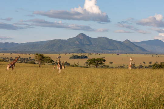View of giraffes grazing in the vast grassy savanna with distant mountains under a blue sky in Uganda.