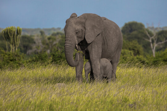 View of an adult African elephant with its calf standing in the tall grass of the savanna in Uganda.