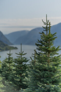 View of young spruce trees at a Christmas tree farm overlooking the calm waters of a fjord with distant mountains under a soft sky Hardanger, Norway.