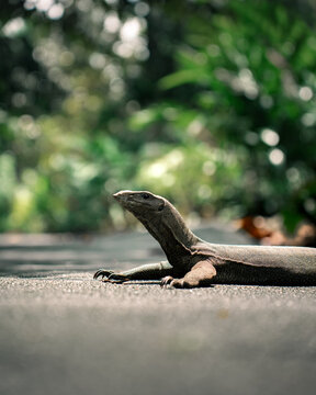 View of a monitor lizard resting on a paved path in the Singapore Botanic Gardens, Singapore, Singapore.