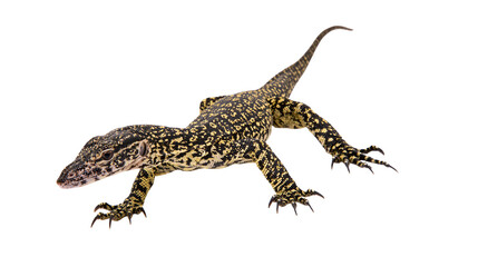 Naklejka premium Spotted monitor lizard with yellow markings on black skin