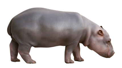 Fototapeta premium Young hippopotamus standing side view, grey skin texture