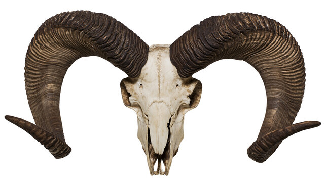 Ram skull with large curved horns