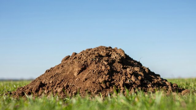 Fresh molehill on green grass field against clear blue sky