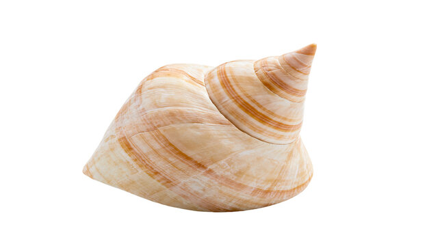 Spiral Seashell with Orange Stripes