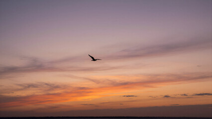 Naklejka premium Sunset Sky with Bird Silhouette